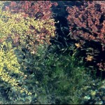 Minnows in the Creek